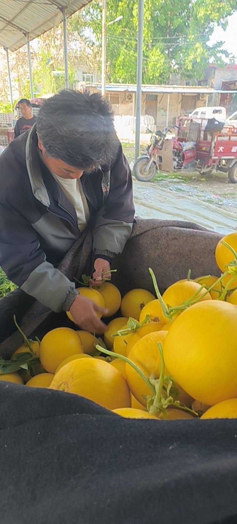 聊城久瑞红大量上市，量大从优，产地直供，现摘现发
