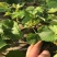巨峰葡萄树无核盆栽地栽南北方种植当年结果葡萄苗葡萄盆景