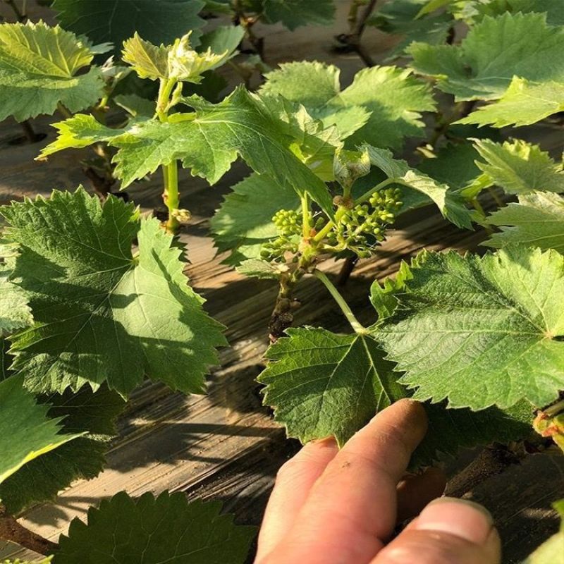 巨峰葡萄树无核盆栽地栽南北方种植当年结果葡萄苗葡萄盆景