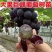巨峰葡萄树无核盆栽地栽南北方种植当年结果葡萄苗葡萄盆景
