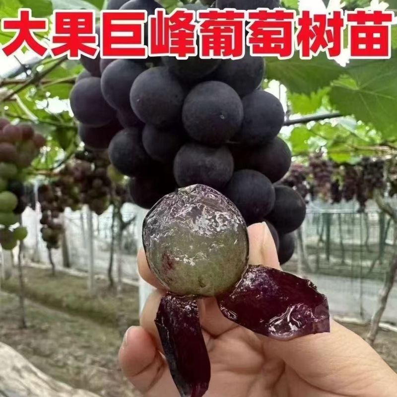 巨峰葡萄树无核盆栽地栽南北方种植当年结果葡萄苗葡萄盆景