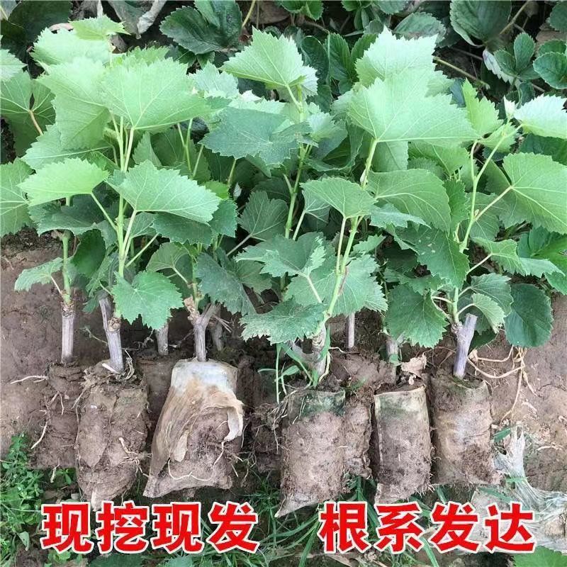 巨峰葡萄树无核盆栽地栽南北方种植当年结果葡萄苗葡萄盆景