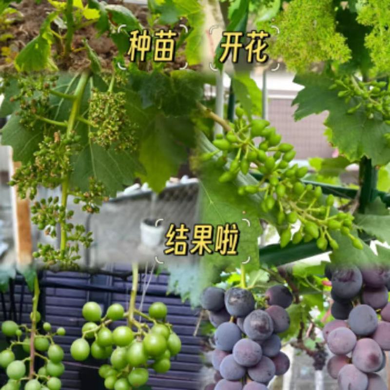 巨峰葡萄树无核盆栽地栽南北方种植当年结果葡萄苗葡萄盆景