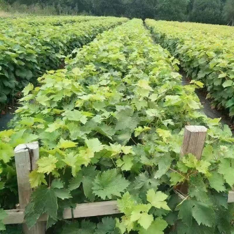 巨峰葡萄树无核盆栽地栽南北方种植当年结果葡萄苗葡萄盆景
