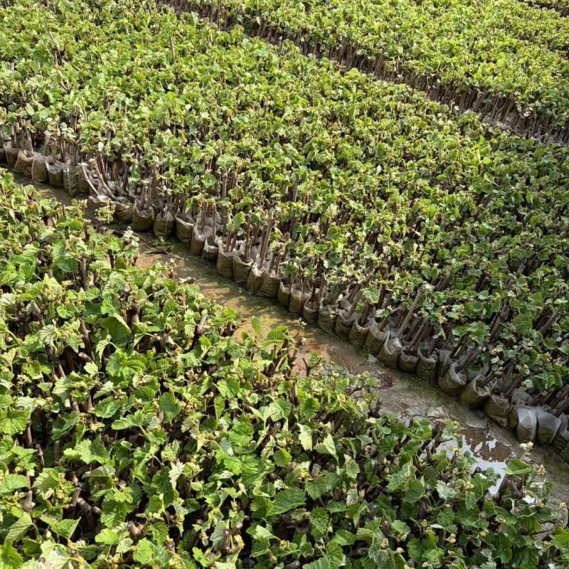 巨峰葡萄树无核盆栽地栽南北方种植当年结果葡萄苗葡萄盆景