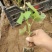 巨峰葡萄树无核盆栽地栽南北方种植当年结果葡萄苗葡萄盆景