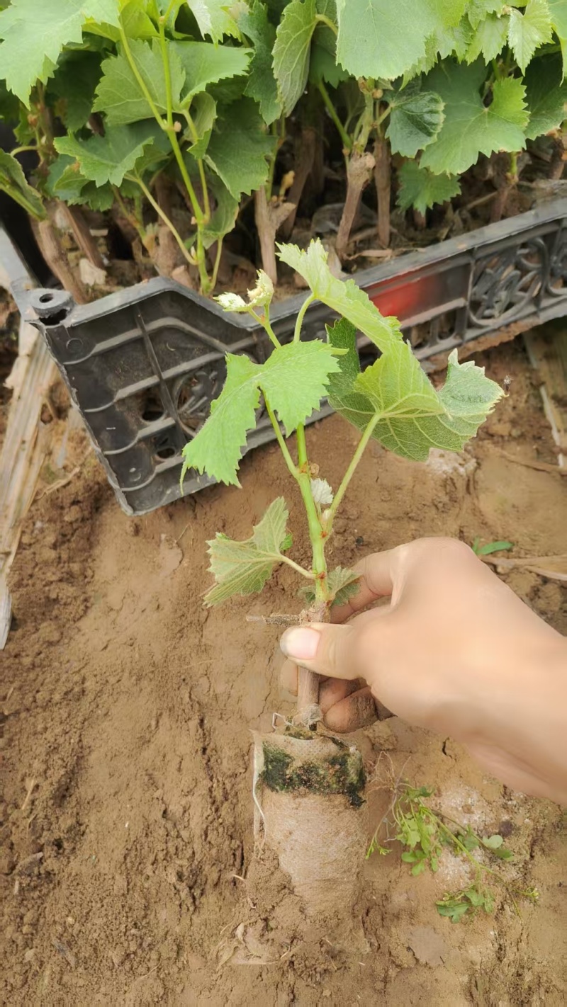 巨峰葡萄树无核盆栽地栽南北方种植当年结果葡萄苗葡萄盆景