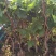 巨峰葡萄树无核盆栽地栽南北方种植当年结果葡萄苗葡萄盆景