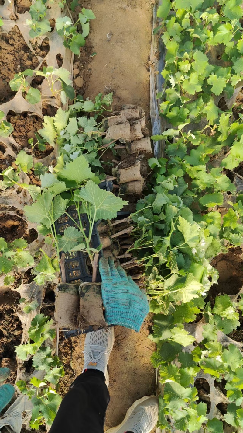 巨峰葡萄树无核盆栽地栽南北方种植当年结果葡萄苗葡萄盆景