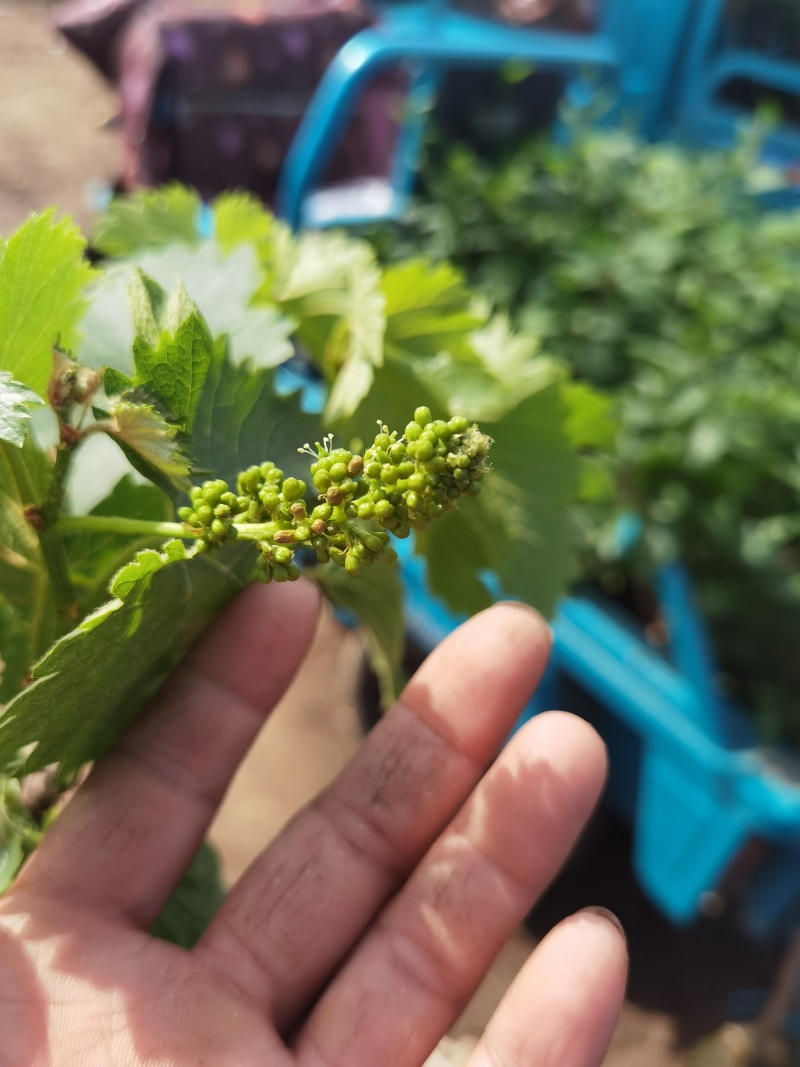 巨峰葡萄树无核盆栽地栽南北方种植当年结果葡萄苗葡萄盆景