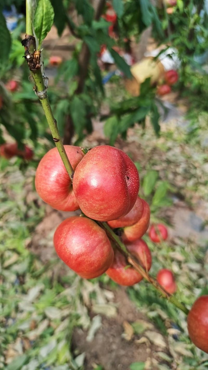 河北邢台威县明月油蟠产地直供，量大从优，一条龙服务，