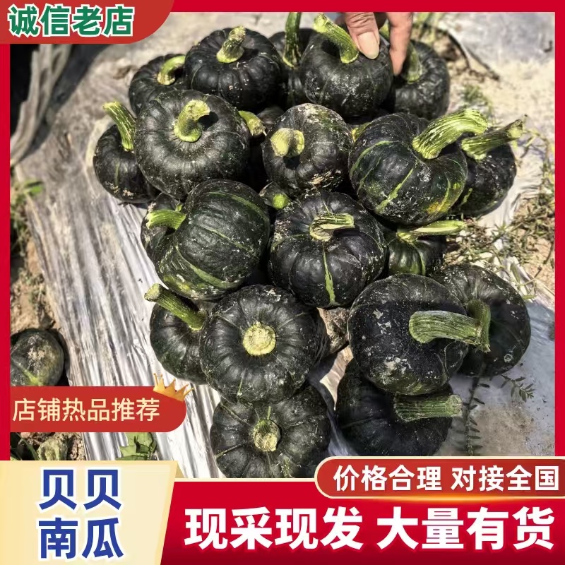 贝贝云南高原贝贝瓜这里早晚温差大，种出来的贝贝瓜糯可口
