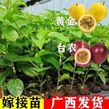 广西百香果苗钦密黄金果紫香台农扦插原生南方种植阳台9号