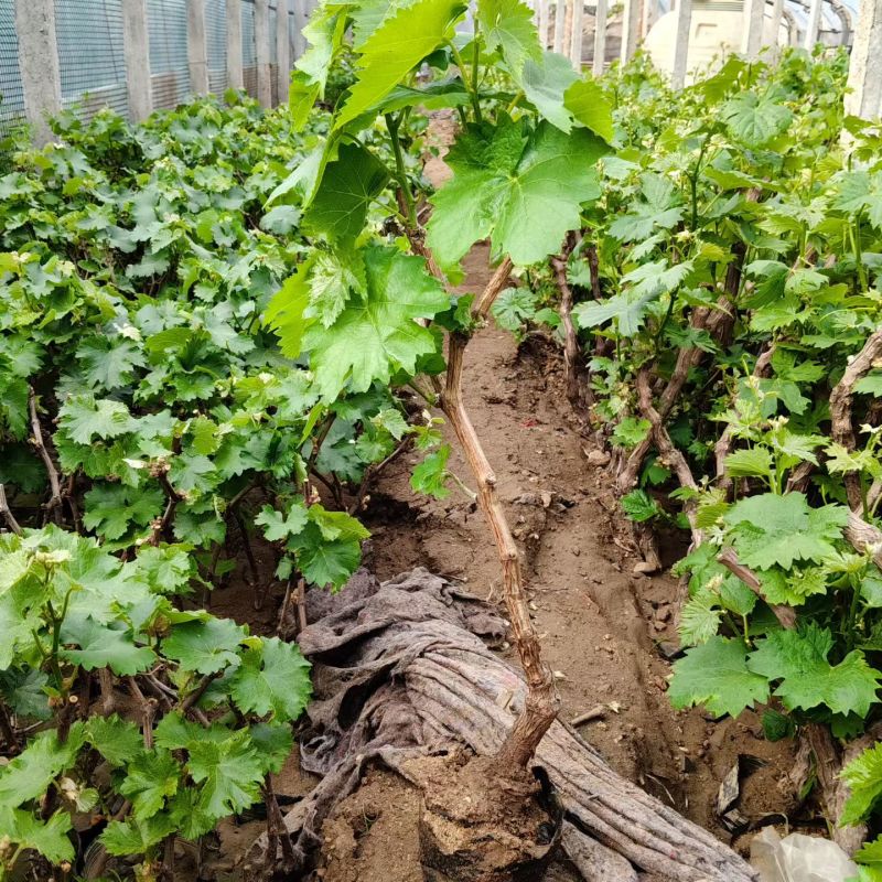 巨峰葡萄树无核盆栽地栽南北方种植当年结果葡萄苗葡萄盆景