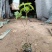 巨峰葡萄树无核盆栽地栽南北方种植当年结果葡萄苗葡萄盆景