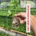 广西百香果苗钦密黄金果紫香台农扦插原生南方种植阳台9号