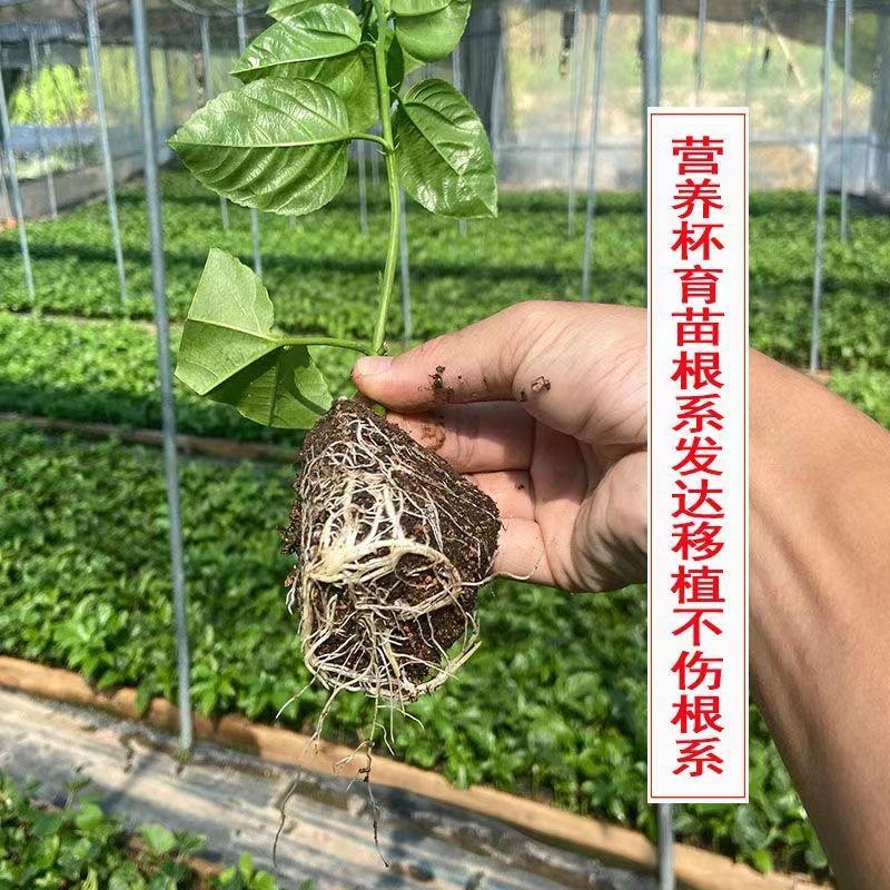 广西百香果苗钦密黄金果紫香台农扦插原生南方种植阳台9号