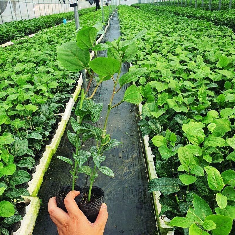 广西百香果苗钦密黄金果紫香台农扦插原生南方种植阳台9号