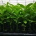广西百香果苗钦密黄金果紫香台农扦插原生南方种植阳台9号