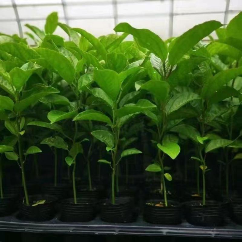 广西百香果苗钦密黄金果紫香台农扦插原生南方种植阳台9号