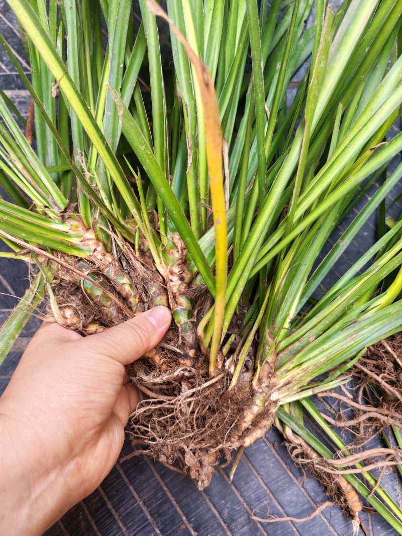 湘西野生石菖蒲种苗联系我电话和微***********