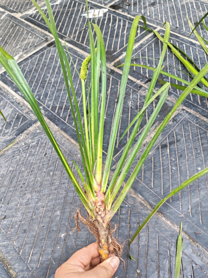 湘西野生石菖蒲种苗联系我电话和微***********