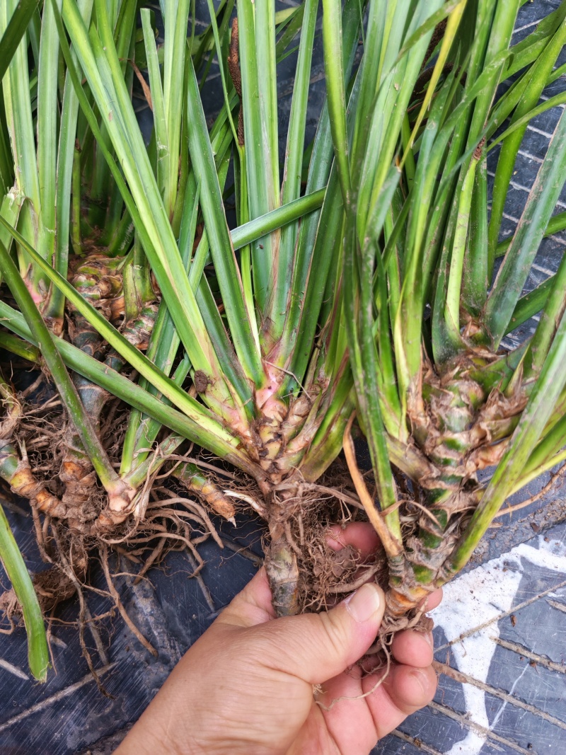 湘西野生石菖蒲种苗联系我电话和微***********