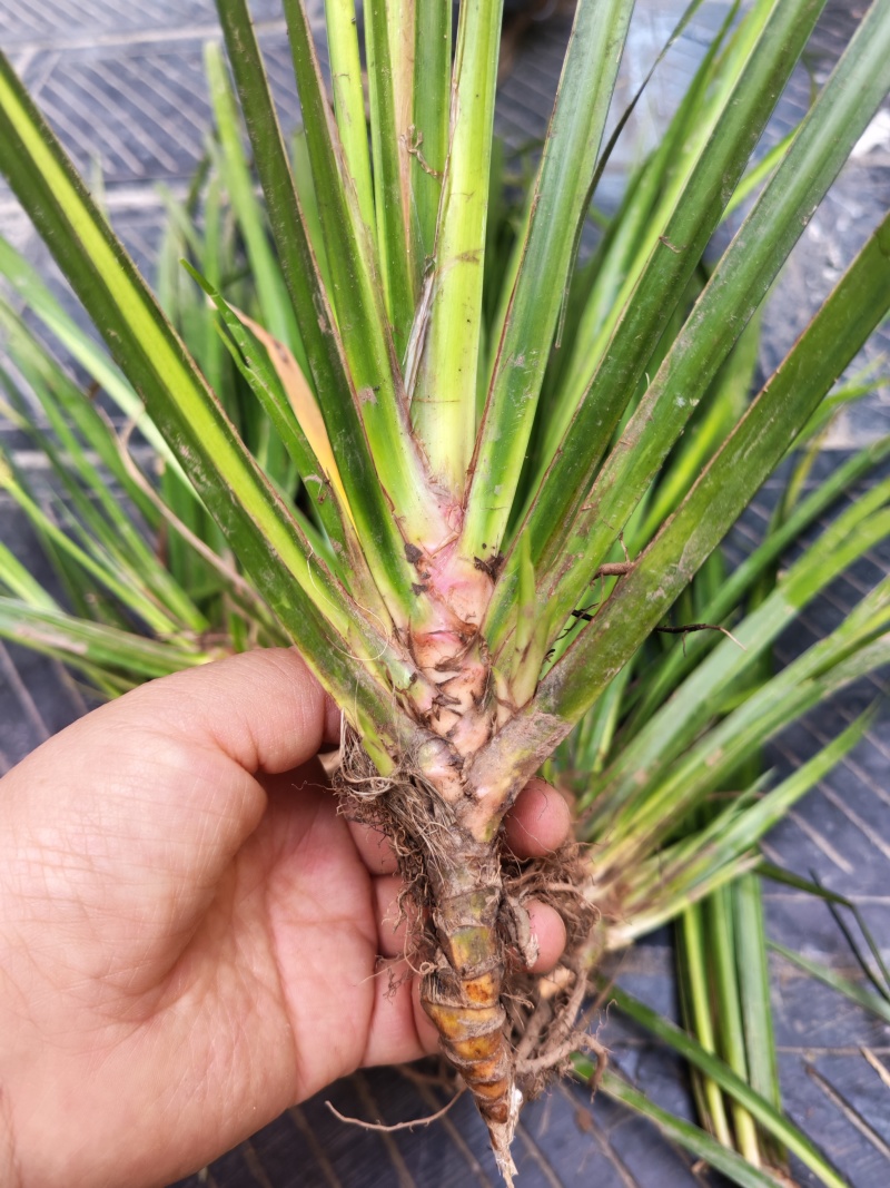 湘西野生石菖蒲种苗联系我电话和微***********
