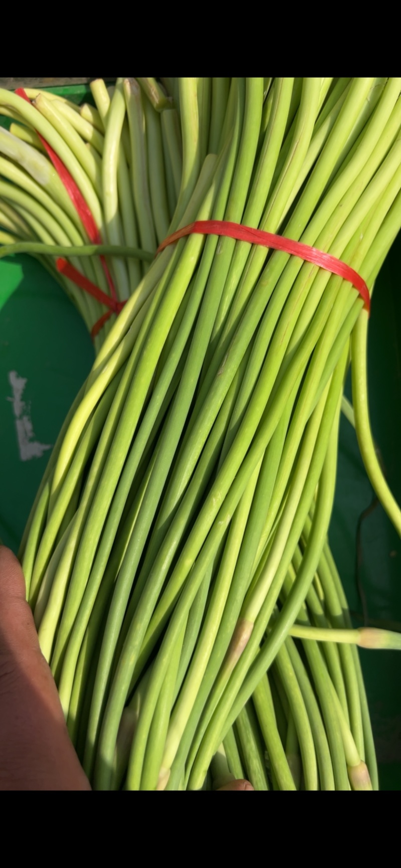 蒜苔