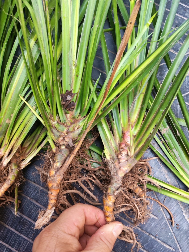 湘西野生石菖蒲种苗联系我电话和微***********