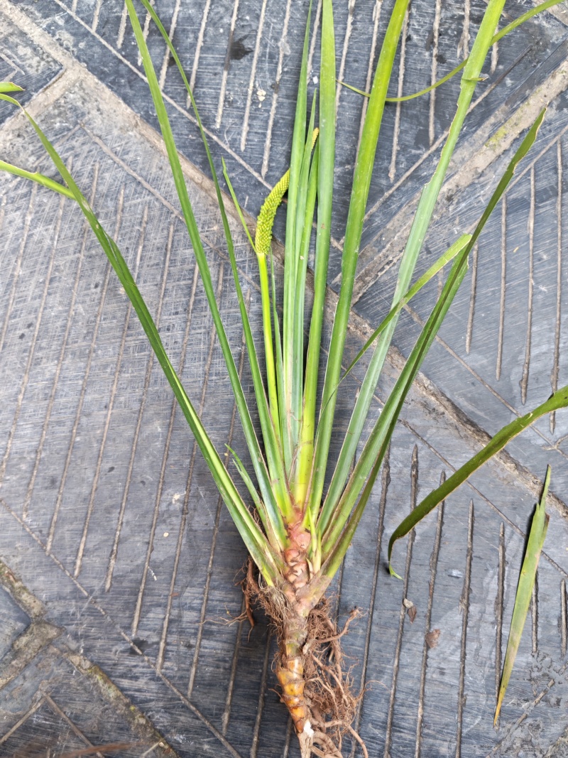 湘西野生石菖蒲种苗联系我电话和微***********