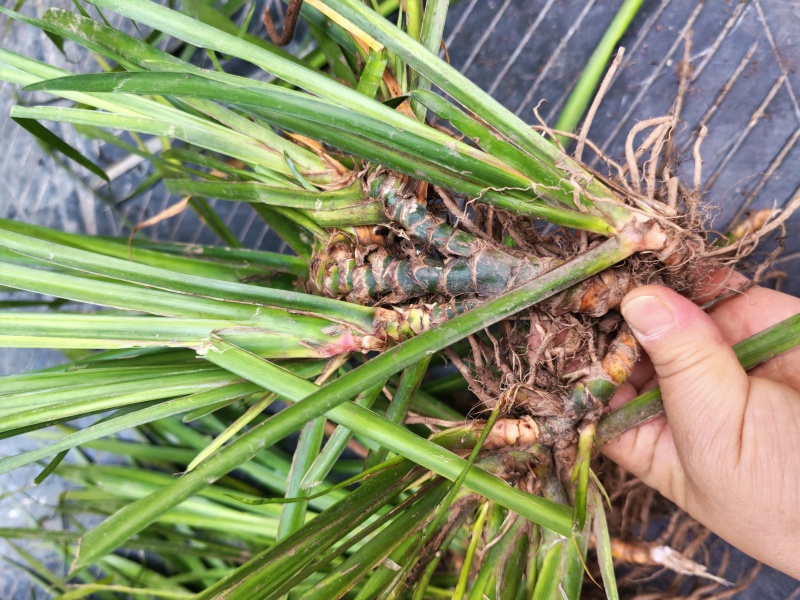 湘西野生石菖蒲种苗联系我电话和微***********