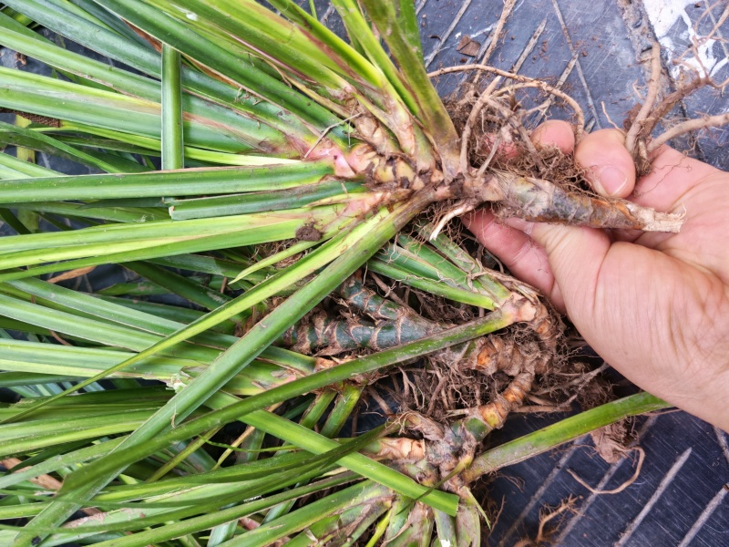 湘西野生石菖蒲种苗联系我电话和微***********