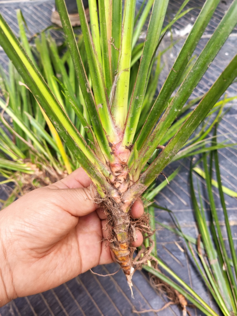 湘西野生石菖蒲种苗联系我电话和微***********