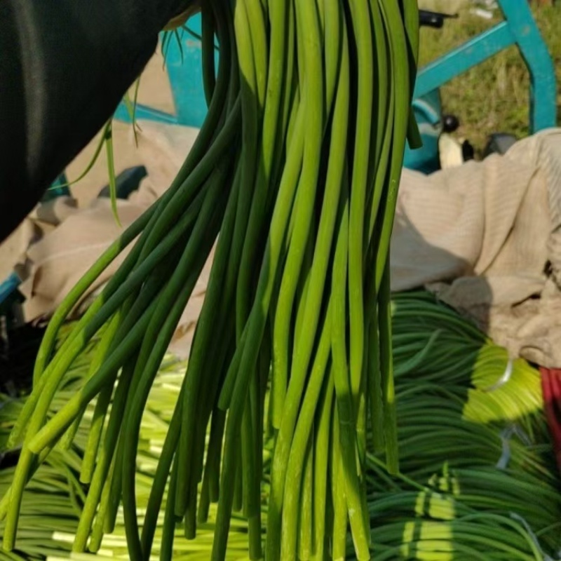 山东商河蒜薹红帽蒜薹基地一手货源价格实惠欢迎联系