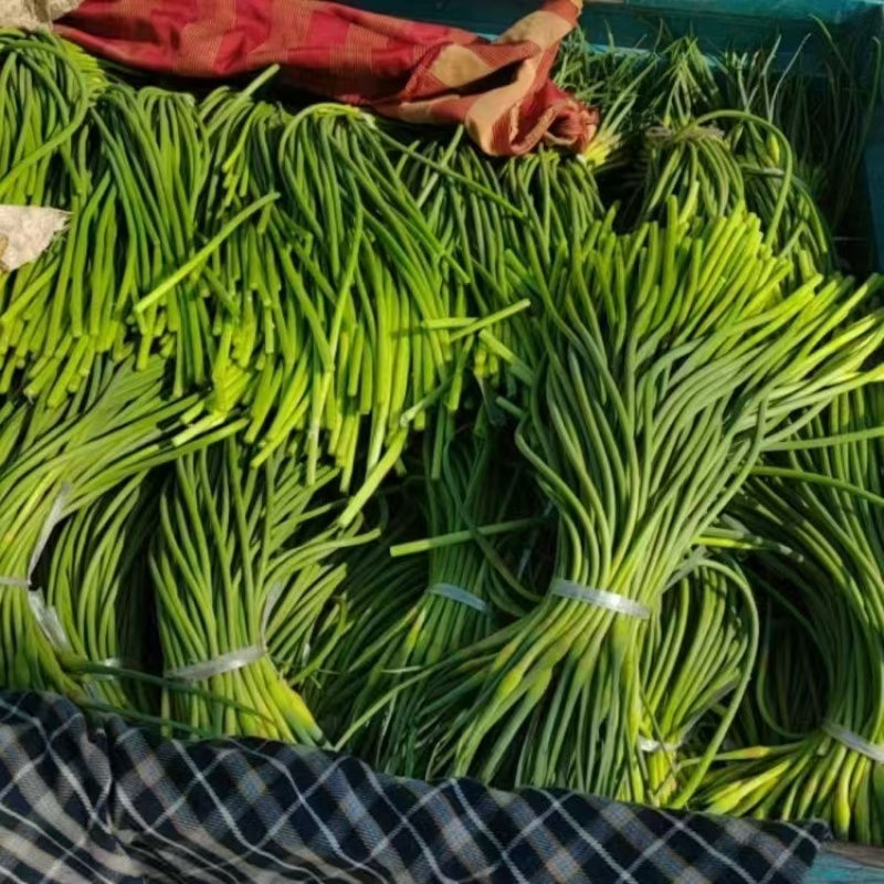 山东商河蒜薹红帽蒜薹基地一手货源价格实惠欢迎联系