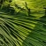 山东商河蒜薹红帽蒜薹基地一手货源价格实惠欢迎联系