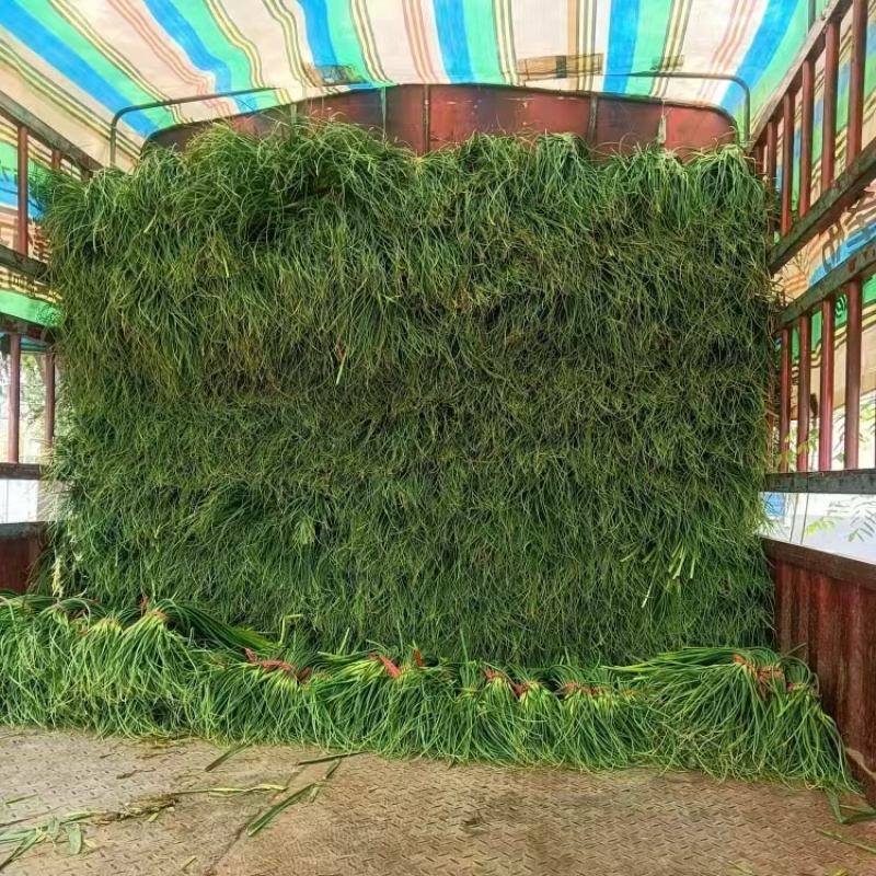 山东商河蒜薹红帽蒜薹基地一手货源价格实惠欢迎联系