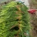 山东商河蒜薹红帽蒜薹基地一手货源价格实惠欢迎联系