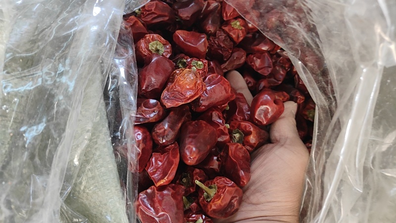 河南干辣椒灯笼椒厂家直发视频看货量大优惠