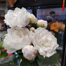 芍药鲜切花超大花头瓶插期长，万亩基地冷链保鲜