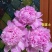 芍药鲜切花超大花头瓶插期长，万亩基地冷链保鲜