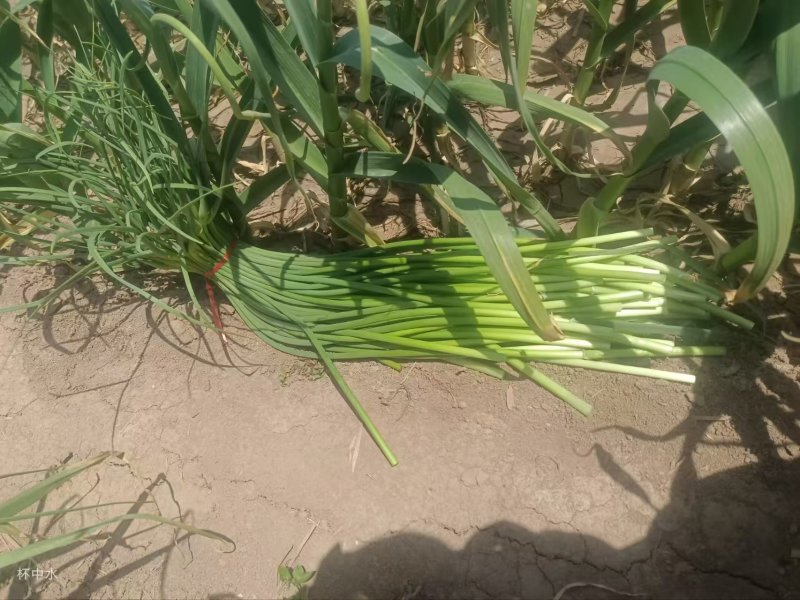 商河蒜薹新鲜现货白帽蒜薹产地直供实力代发全国联