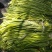 商河蒜薹新鲜现货白帽蒜薹产地直供实力代发全国联