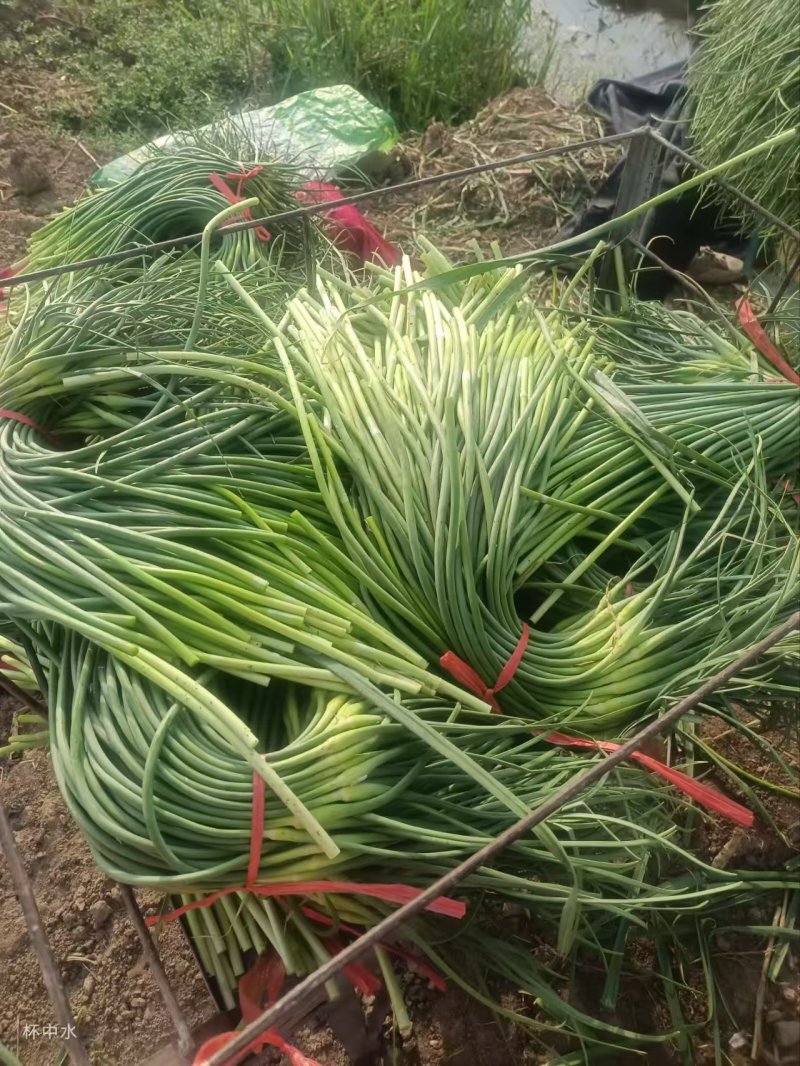 商河蒜薹新鲜现货白帽蒜薹产地直供实力代发全国联