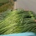 商河蒜薹新鲜现货白帽蒜薹产地直供实力代发全国联