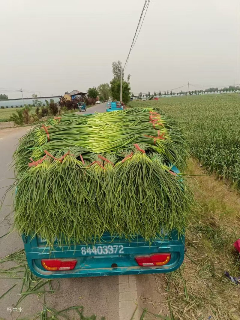 商河蒜薹新鲜现货白帽蒜薹产地直供实力代发全国联