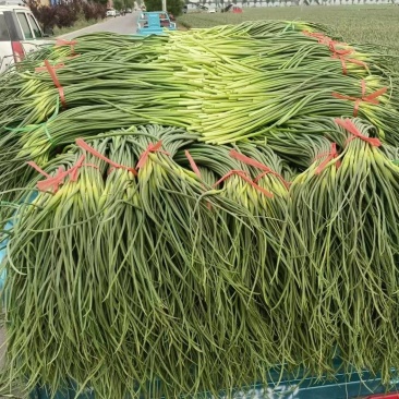 商河蒜薹新鲜现货白帽蒜薹产地直供实力代发全国联