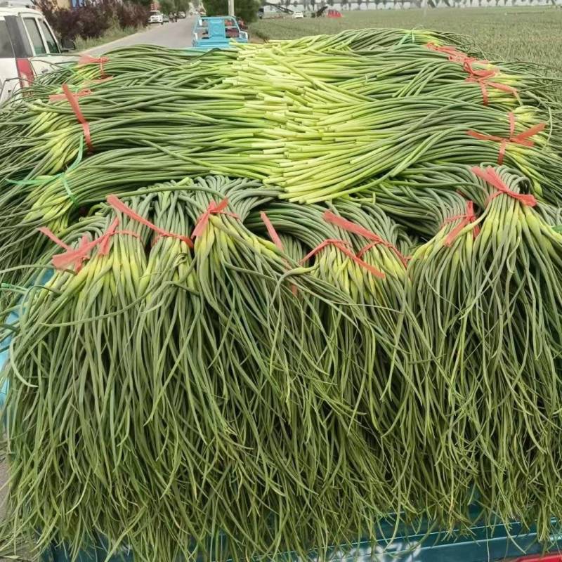 商河蒜薹新鲜现货白帽蒜薹产地直供实力代发全国联