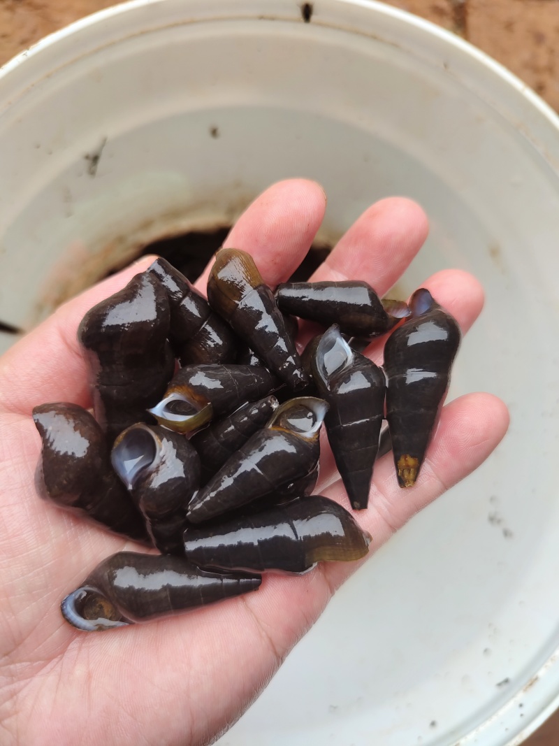广东野生***山坑螺食用溪流清水螺黑壳长鲜活